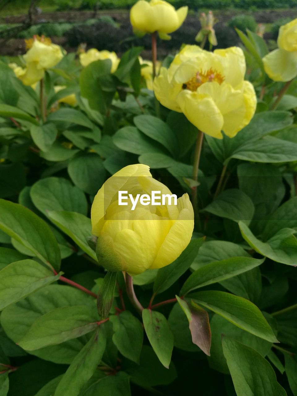 CLOSE-UP OF YELLOW TULIPS