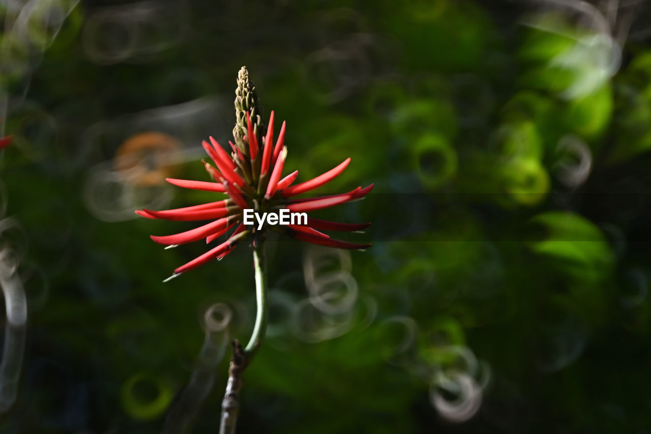 plant, flower, flowering plant, beauty in nature, fragility, freshness, nature, close-up, growth, green, macro photography, petal, flower head, red, no people, leaf, inflorescence, focus on foreground, outdoors, day, water, botany, plant part, wildflower