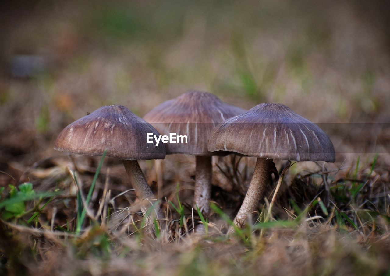 Close-up of mushroom growing on field