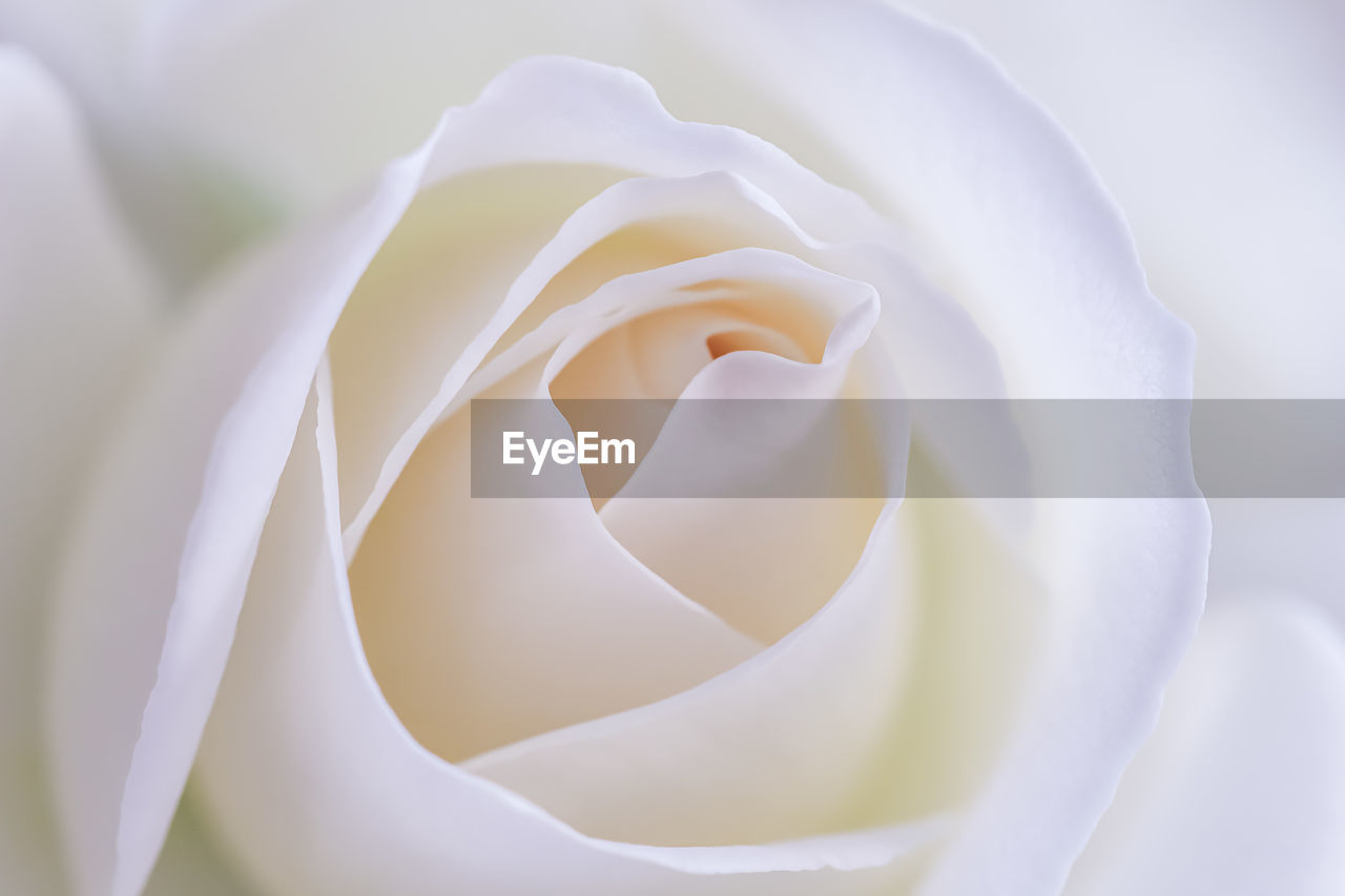 white, flower, beauty in nature, flowering plant, plant, close-up, rose, freshness, petal, fragility, nature, flower head, inflorescence, macro photography, no people, yellow, full frame, growth, macro, extreme close-up, backgrounds, garden roses, softness, outdoors