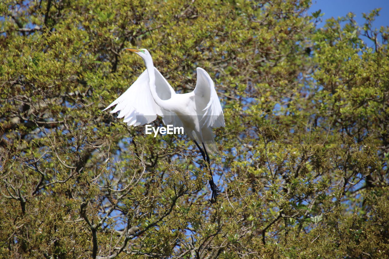 plant, tree, white, flower, nature, animal wildlife, animal, wildlife, animal themes, bird, no people, flying, day, growth, heron, spread wings, beauty in nature, one animal, low angle view, outdoors