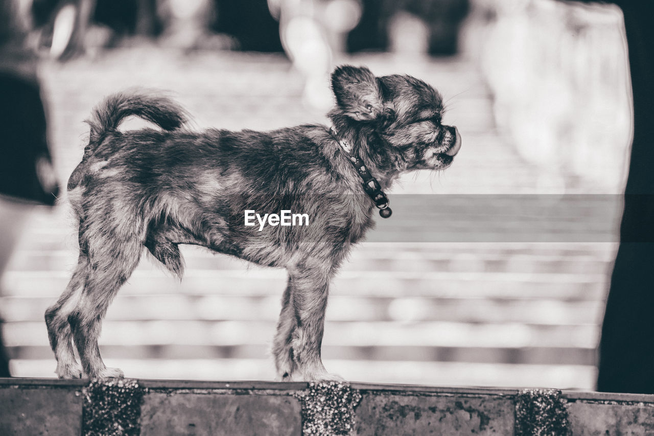 CLOSE-UP OF DOG LOOKING AWAY