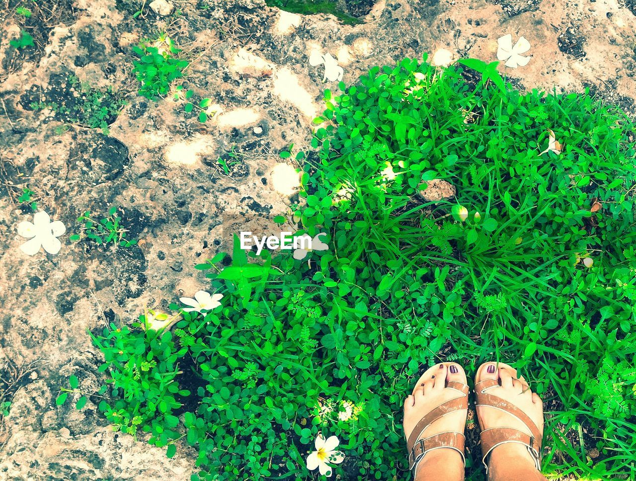 Low section of woman standing on plants