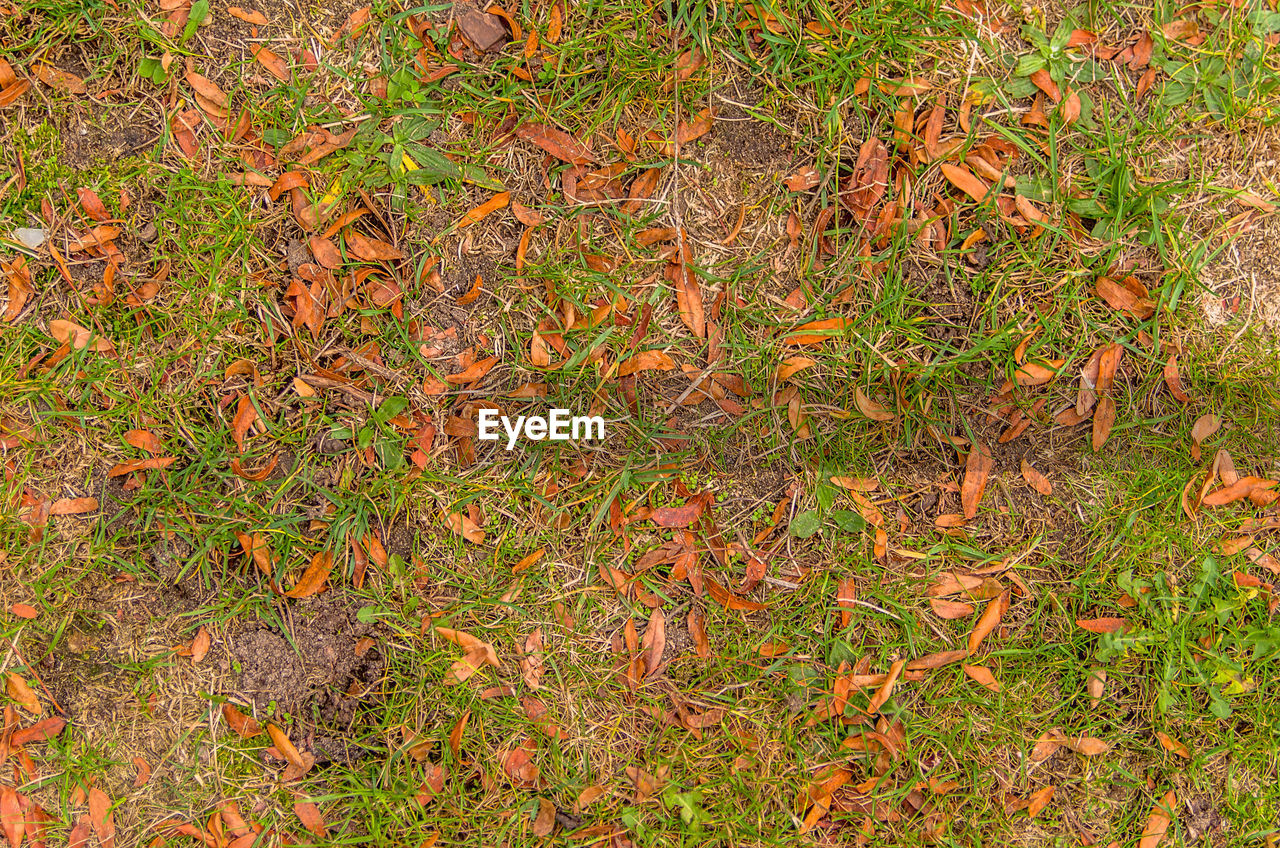 High angle view of fallen leaves on field