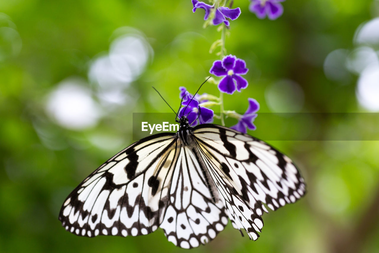 butterfly, insect, animal wing, flower, beauty in nature, animal, animal themes, animal wildlife, moths and butterflies, flowering plant, plant, one animal, nature, close-up, fragility, wildlife, freshness, focus on foreground, monarch butterfly, animal body part, no people, macro photography, summer, purple, outdoors, petal, environment, macro, plant part, springtime, animal markings, leaf, flower head, growth, multi colored