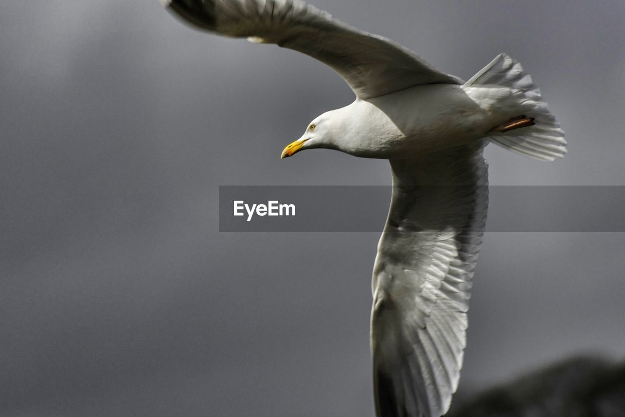 SEAGULL FLYING OVER WHITE BACKGROUND