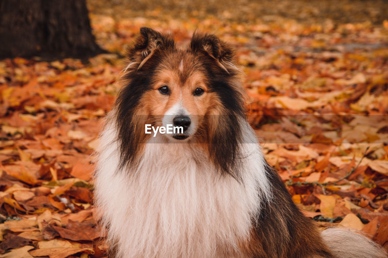 Portrait of dog during autumn