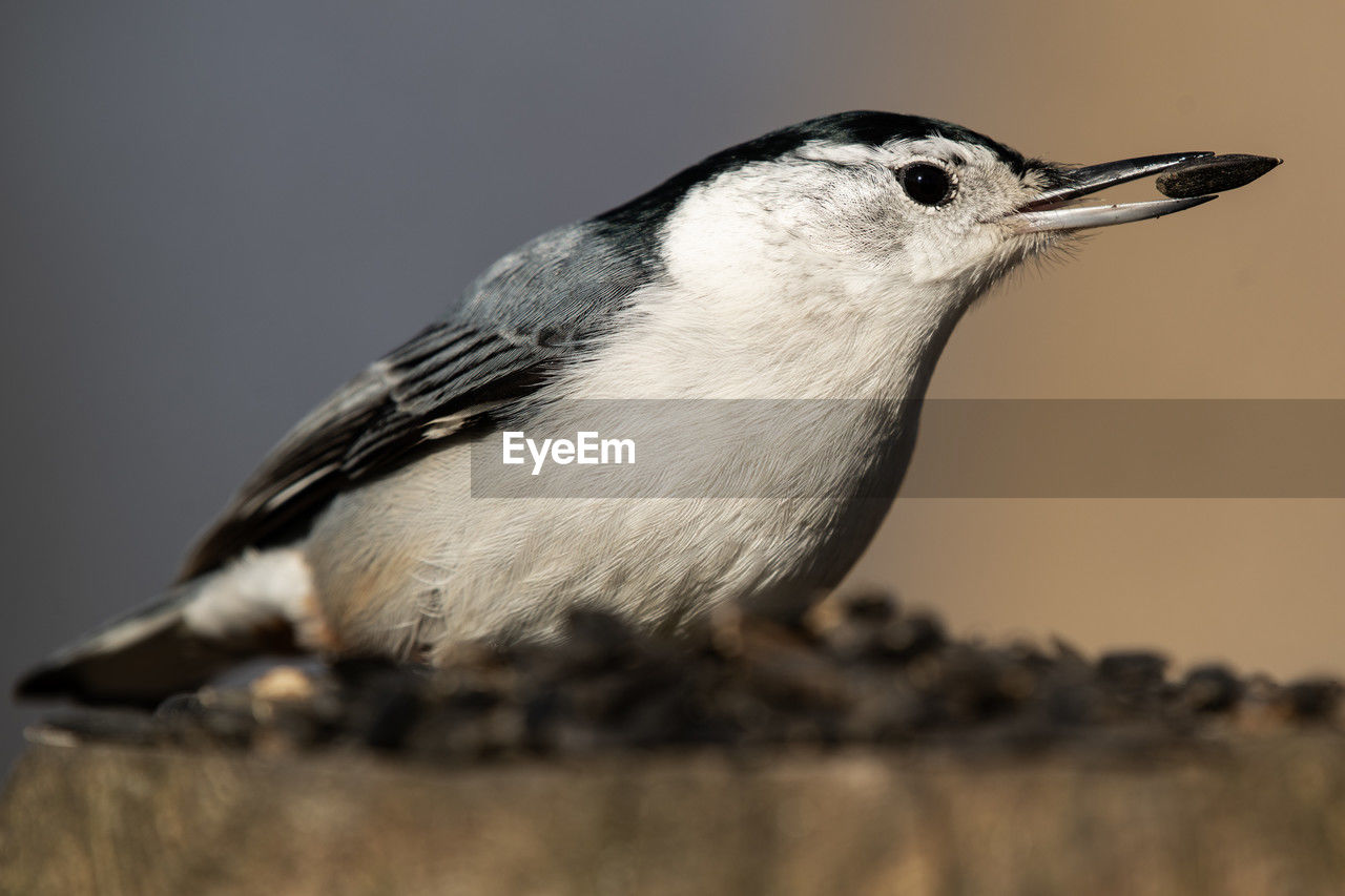 A white-breasted nuthatch feeding on black sunflower seed, sitta carolinensis