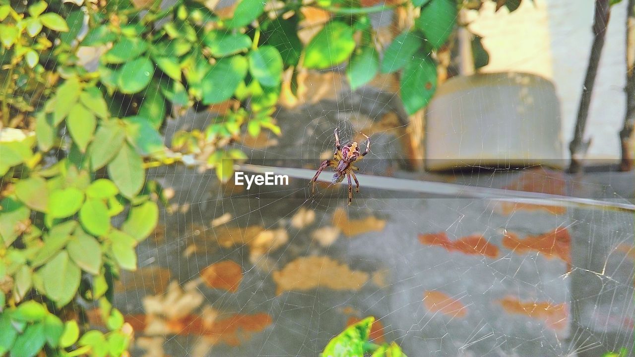 Spider on web in backyard