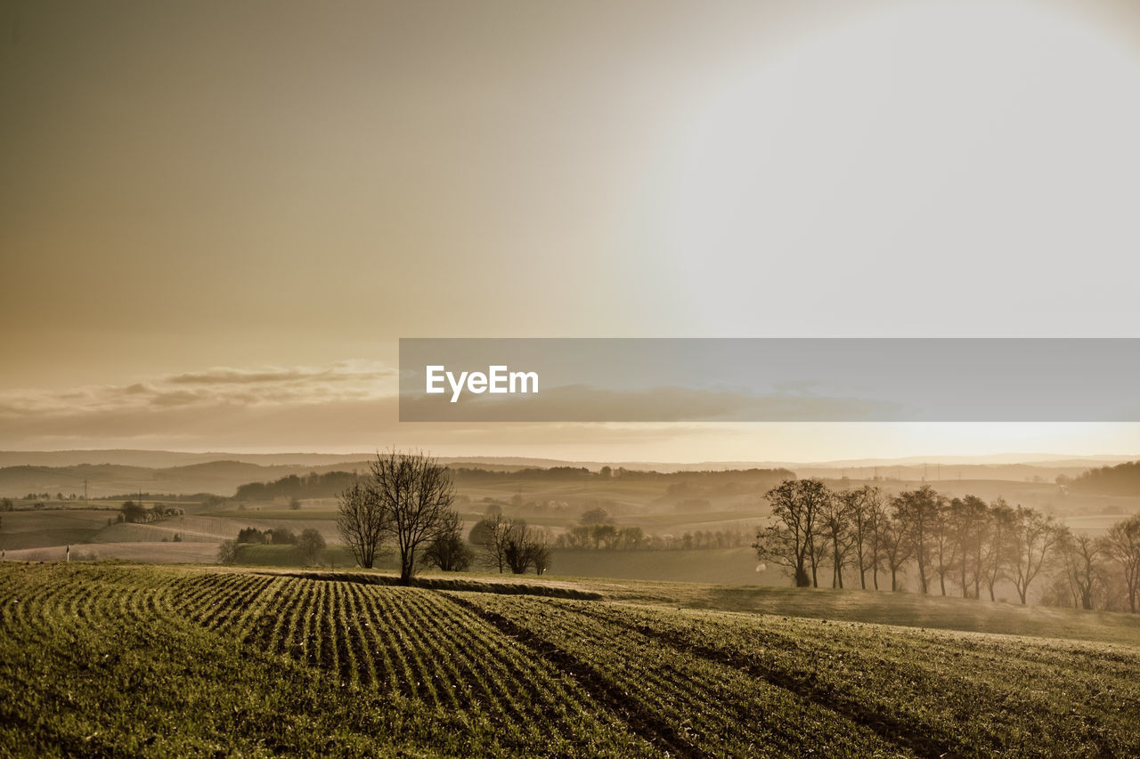 Scenic view of agricultural field against sky