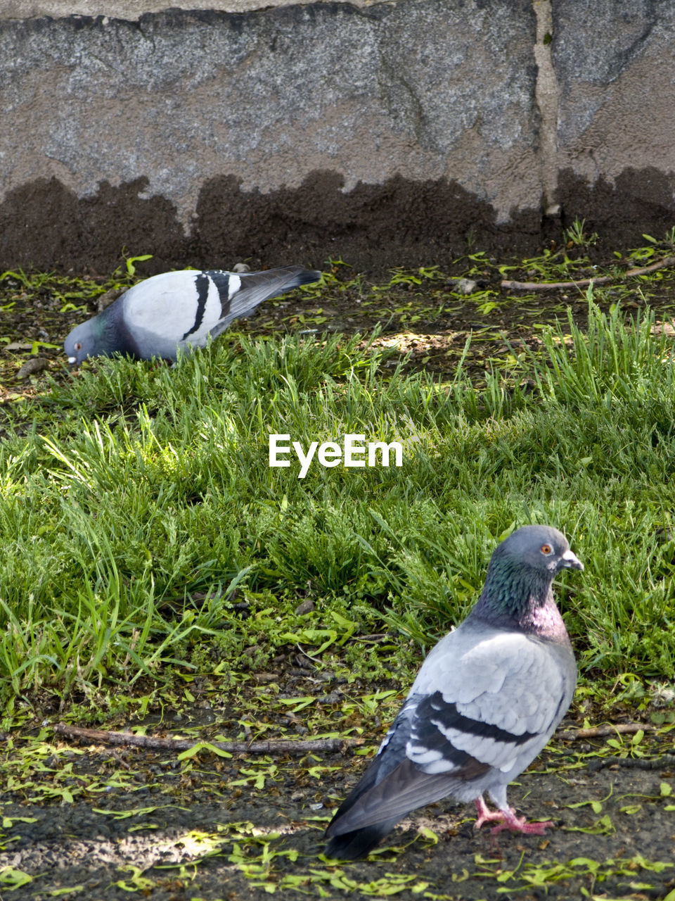 BIRDS ON GRASSY FIELD