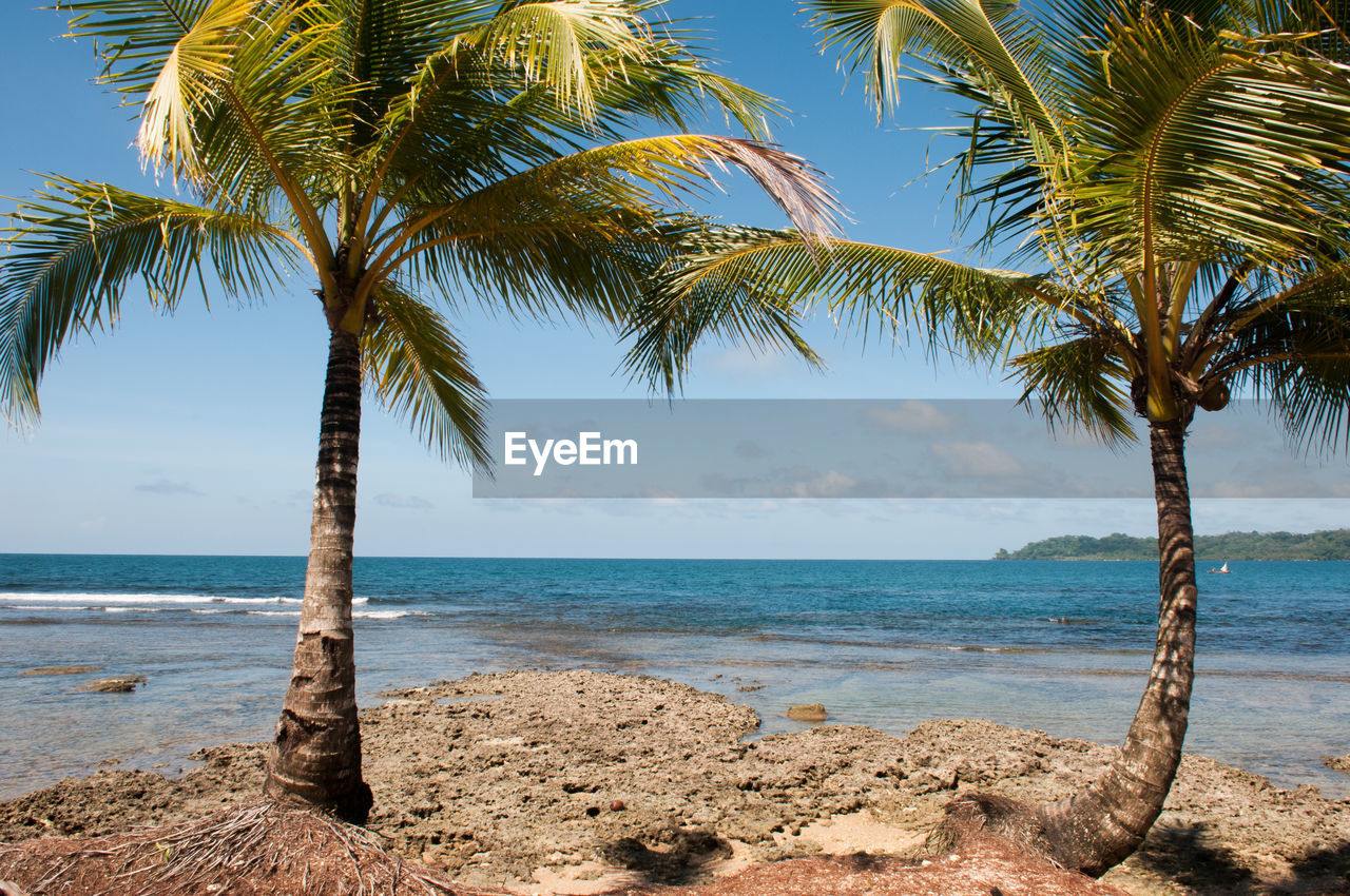 Palm tree on beach against sky