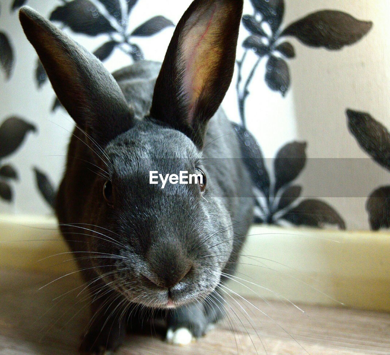 Close-up of black rabbit at home