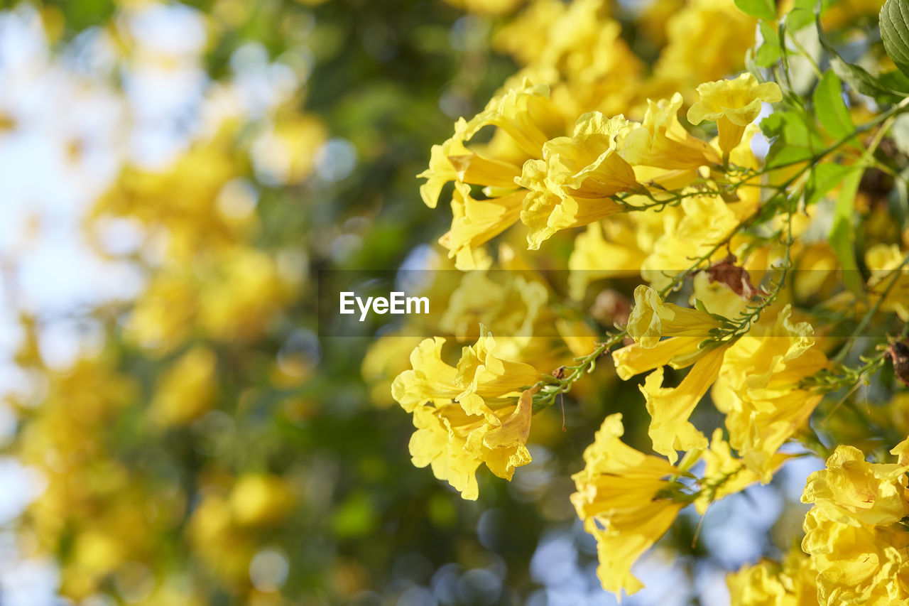 CLOSE-UP OF YELLOW FLOWER PLANT