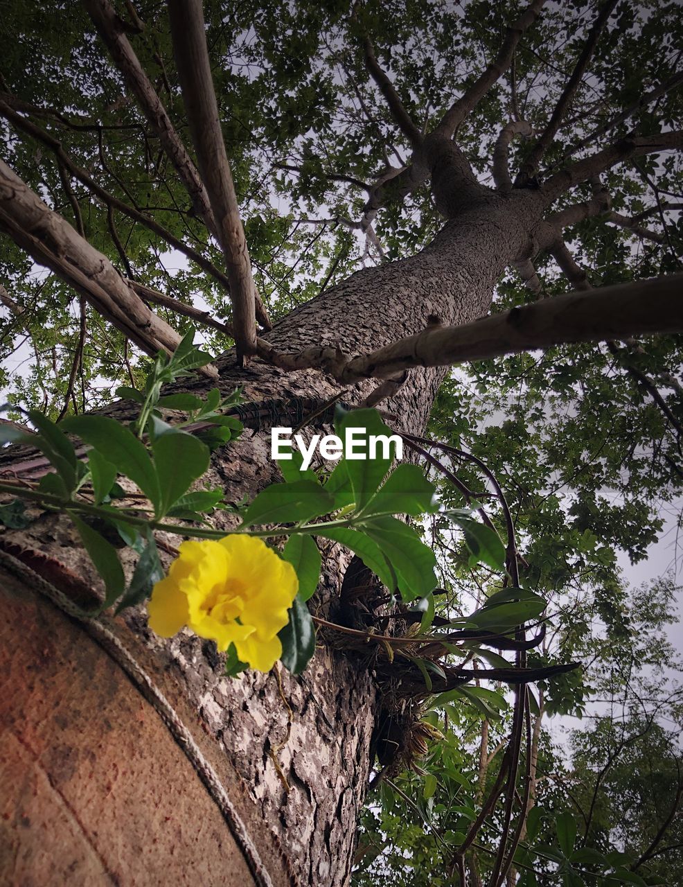 LOW ANGLE VIEW OF YELLOW FLOWERING TREE