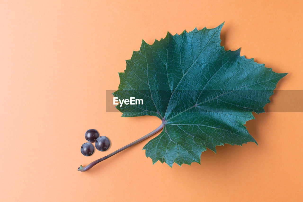 CLOSE-UP OF LEAF ON TABLE