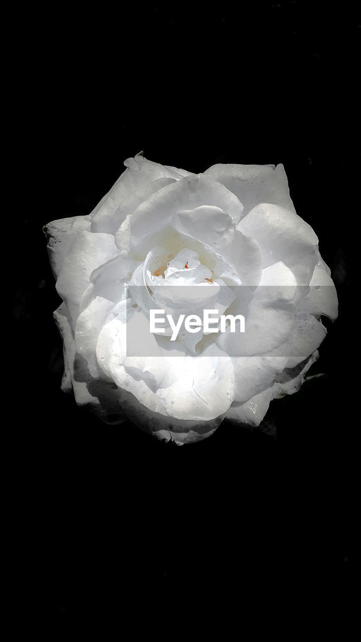 Close-up of white rose against black background