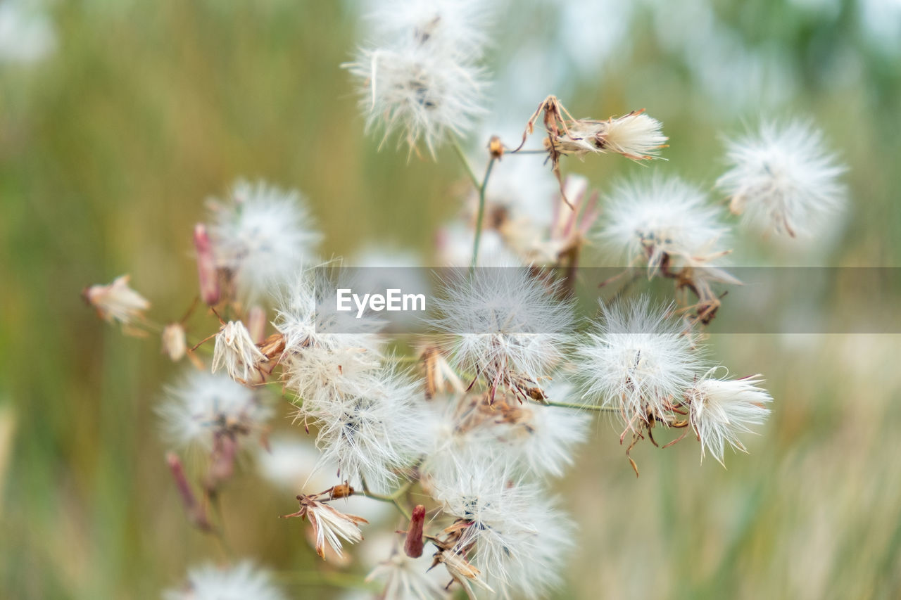 CLOSE-UP OF WHITE FLOWERS