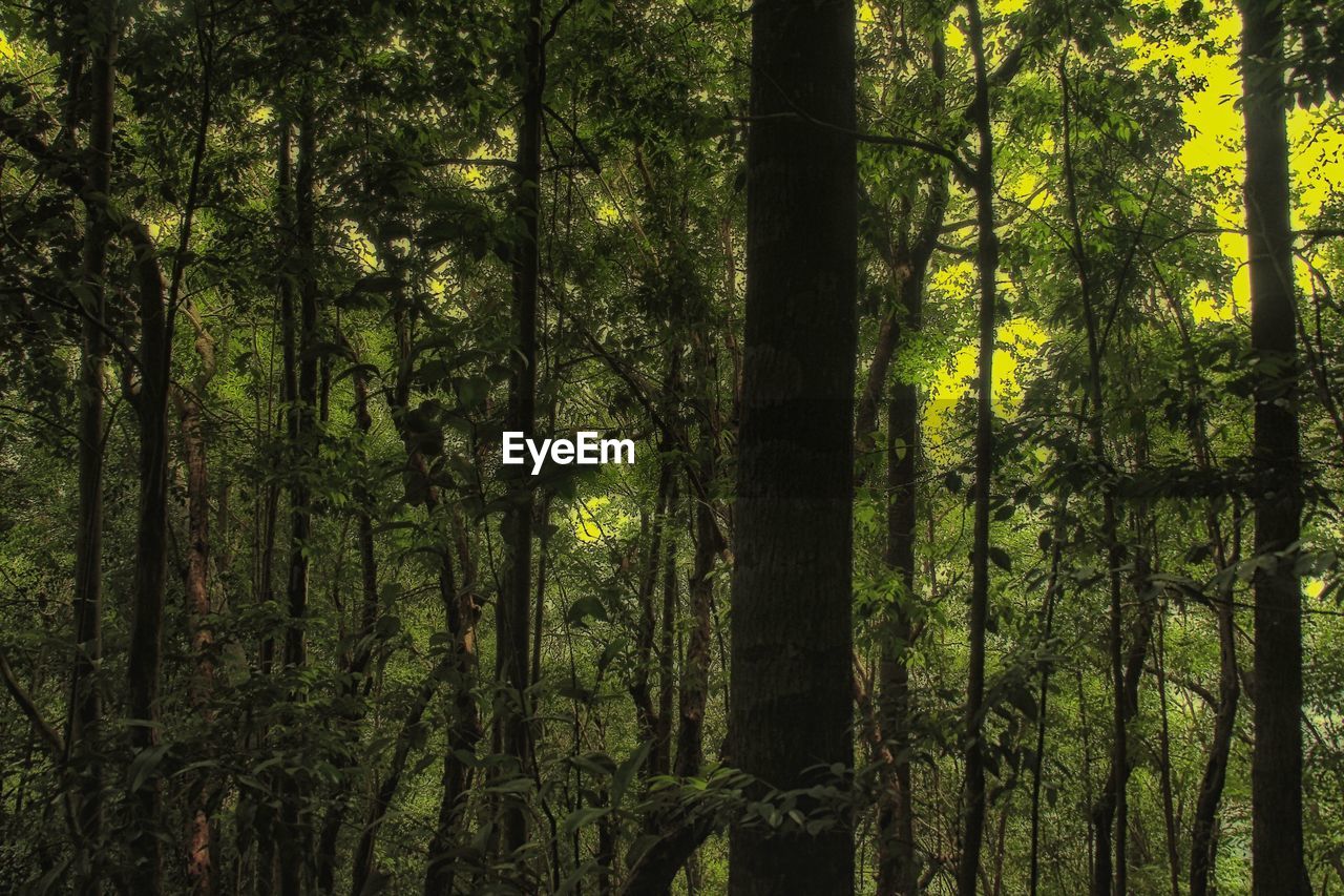 View of trees in forest