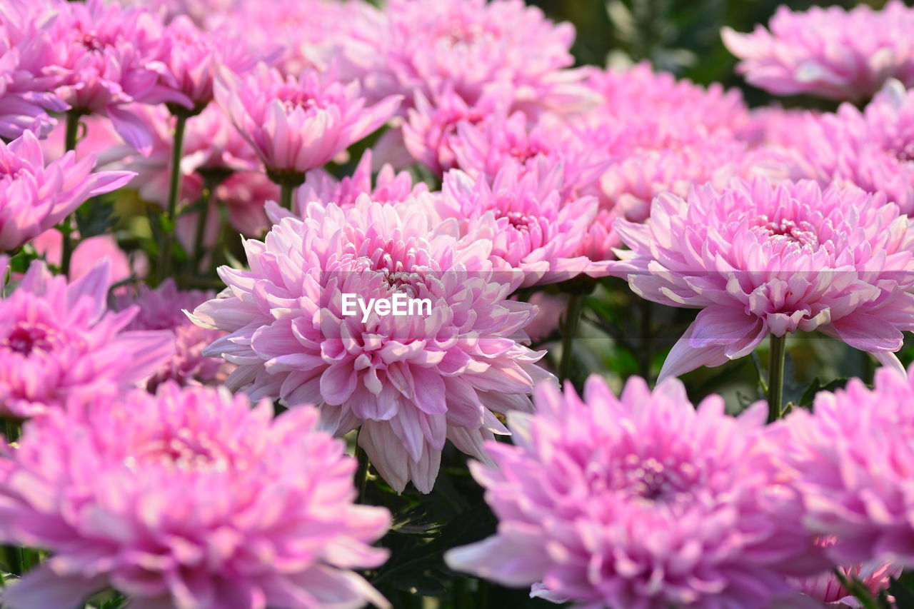 Close-up of pink flowering plants in garden