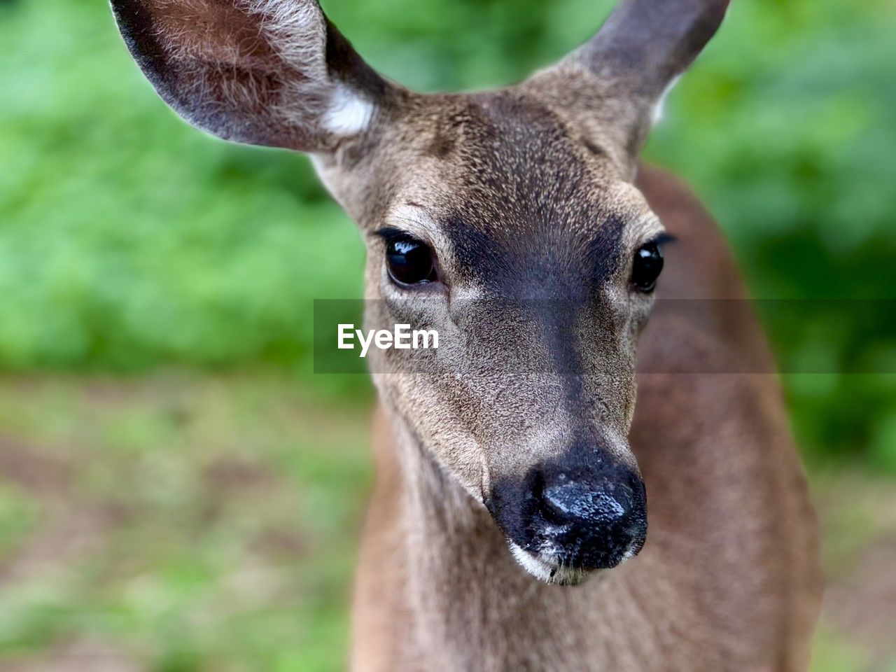 animal, animal themes, animal wildlife, one animal, mammal, deer, wildlife, portrait, looking at camera, animal body part, no people, focus on foreground, close-up, animal head, nature, day, outdoors, brown, young animal