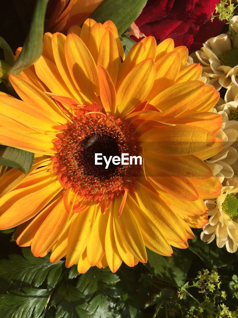 CLOSE-UP OF YELLOW FLOWER BLOOMING