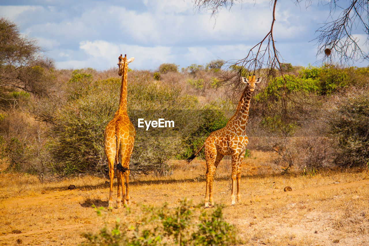 Giraffes on field at tsavo east national park