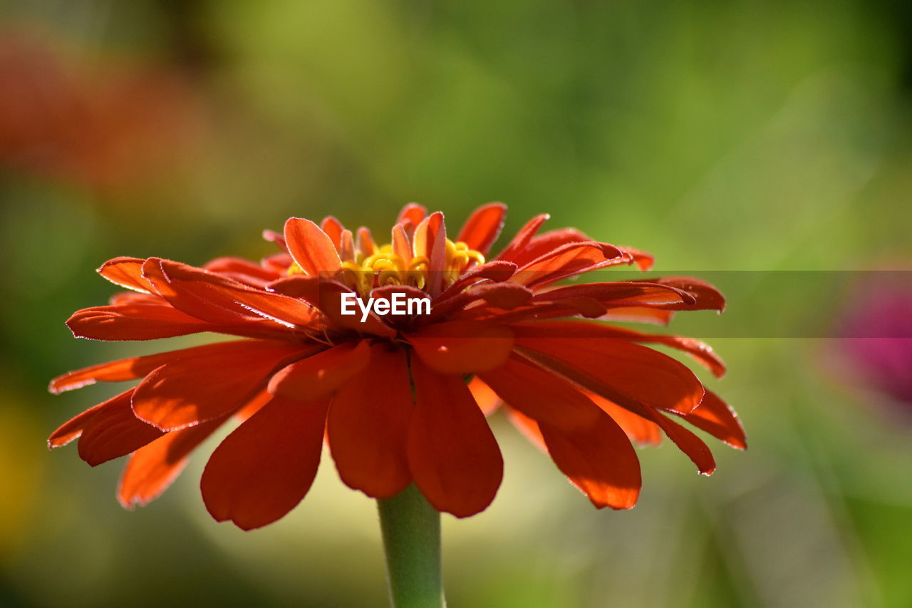 Close-up of red flower