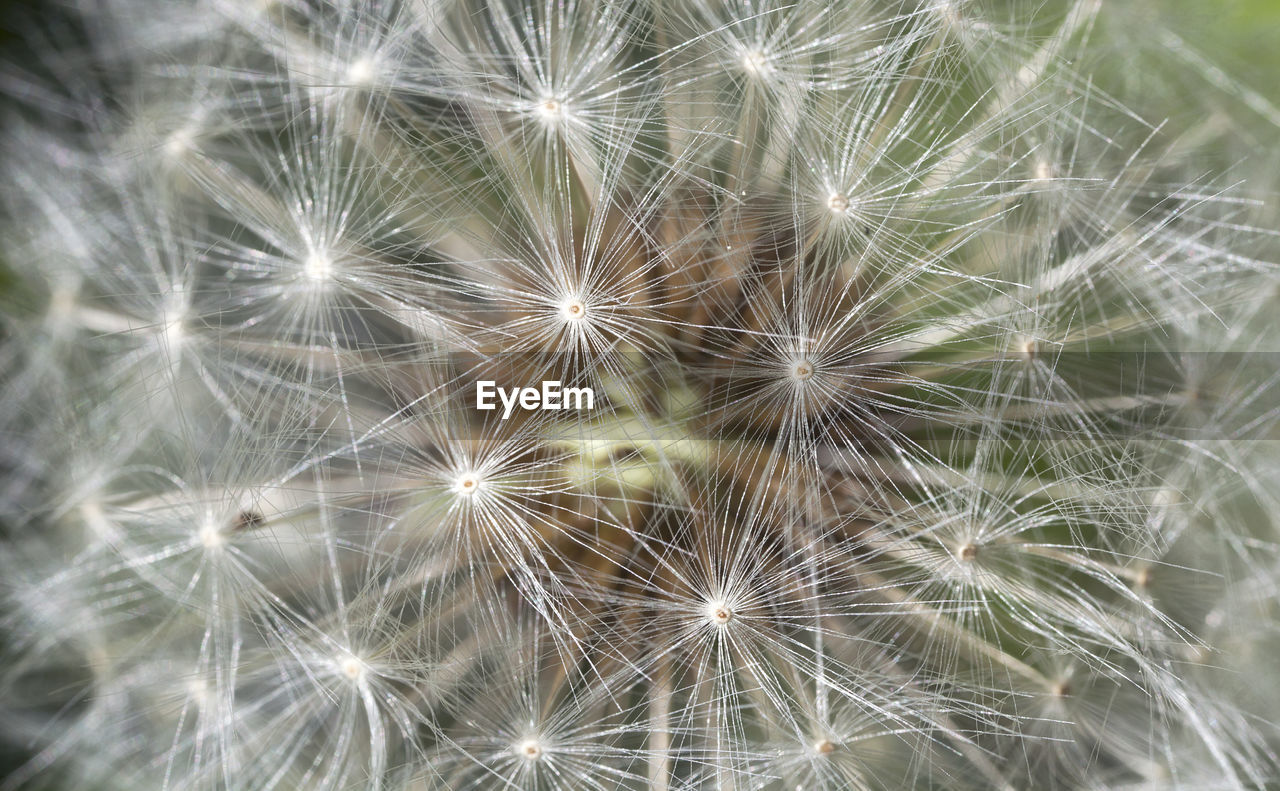 CLOSE-UP OF DANDELION AGAINST WHITE BACKGROUND
