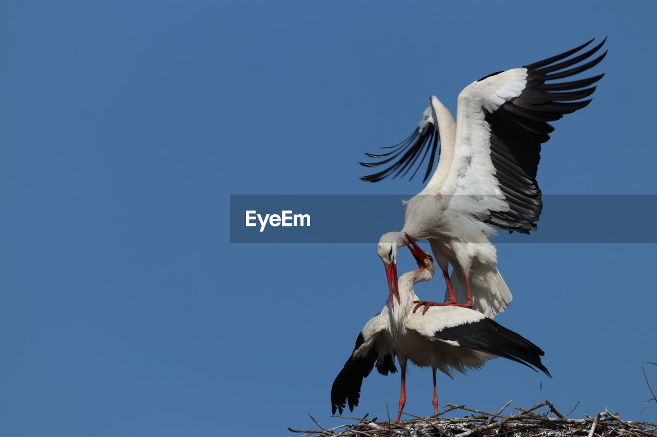 Two storcks on nest mating