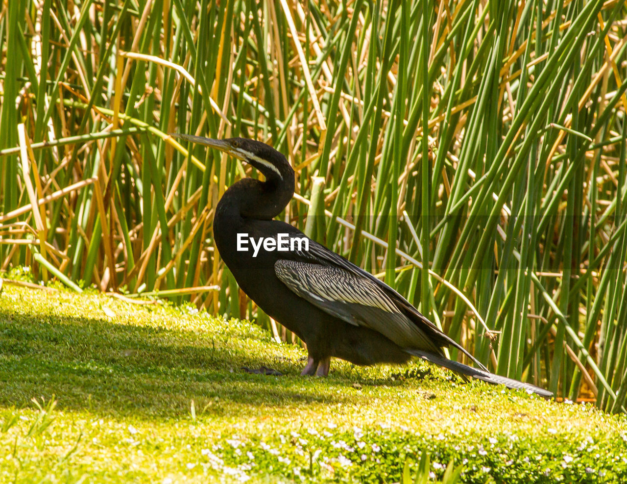 BIRD IN A FIELD