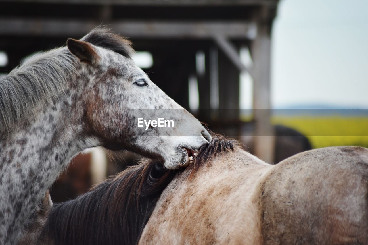 Close-up of a horse in ranch