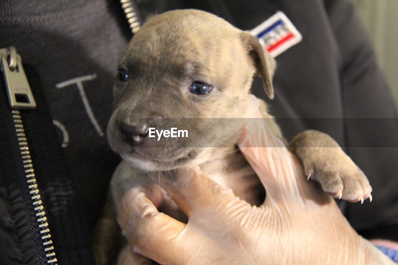 CLOSE-UP OF HAND HOLDING DOG WITH HANDS