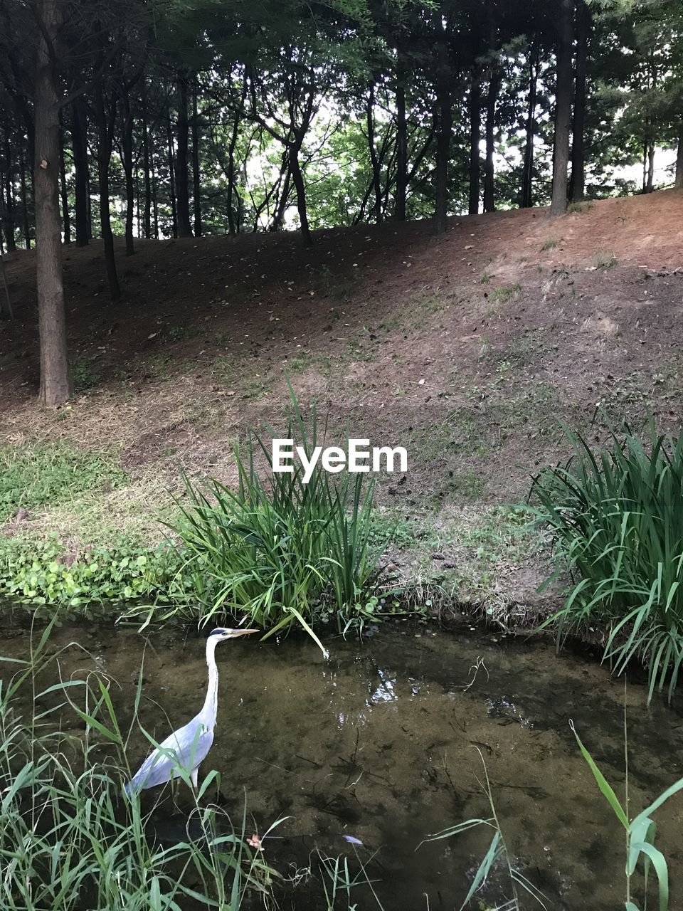 VIEW OF BIRD ON WATER