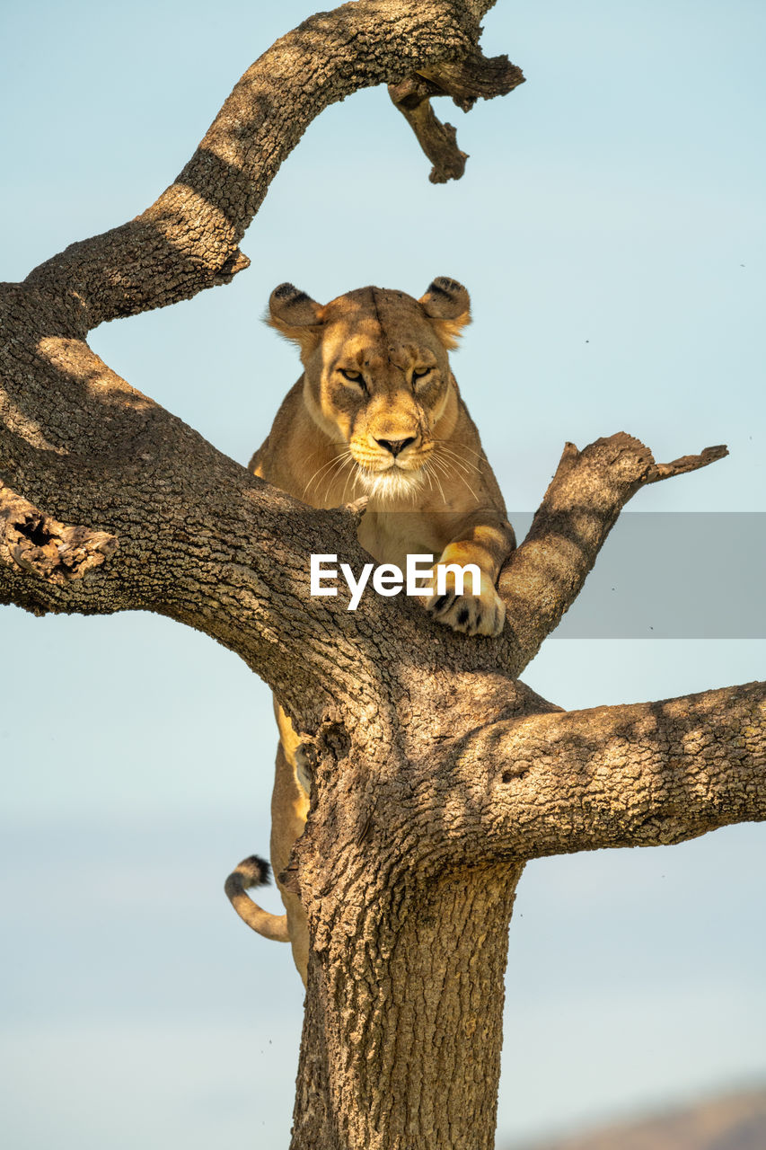 Lioness climbs to top of gnarled tree