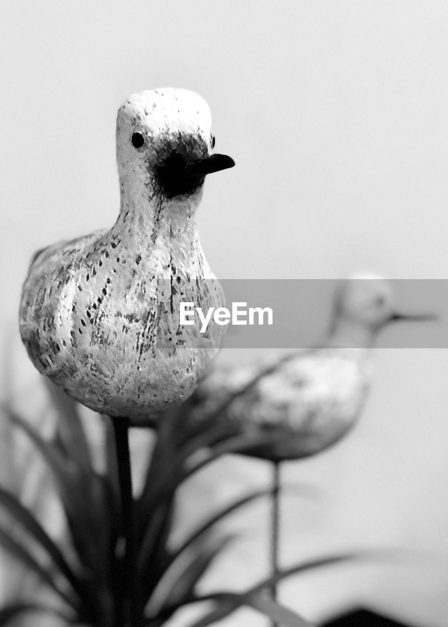 CLOSE-UP OF BIRD PERCHING ON LEAF