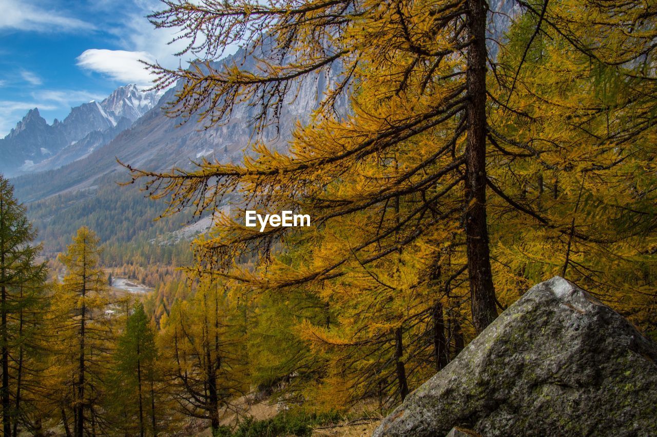 Pine trees in forest during autumn