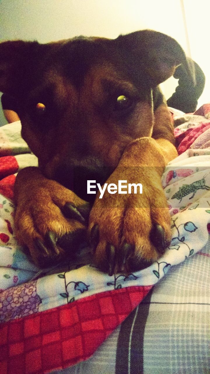 PORTRAIT OF A DOG RESTING ON BED