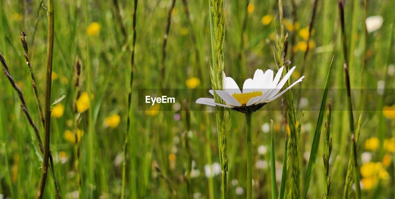 plant, grass, flower, meadow, flowering plant, beauty in nature, yellow, green, freshness, field, nature, growth, grassland, prairie, fragility, lawn, close-up, sunlight, petal, macro photography, natural environment, no people, flower head, springtime, wildflower, day, focus on foreground, daisy, inflorescence, outdoors, white, land, selective focus, animal wildlife, water, animal, tranquility, animal themes, pollen, plain, blossom