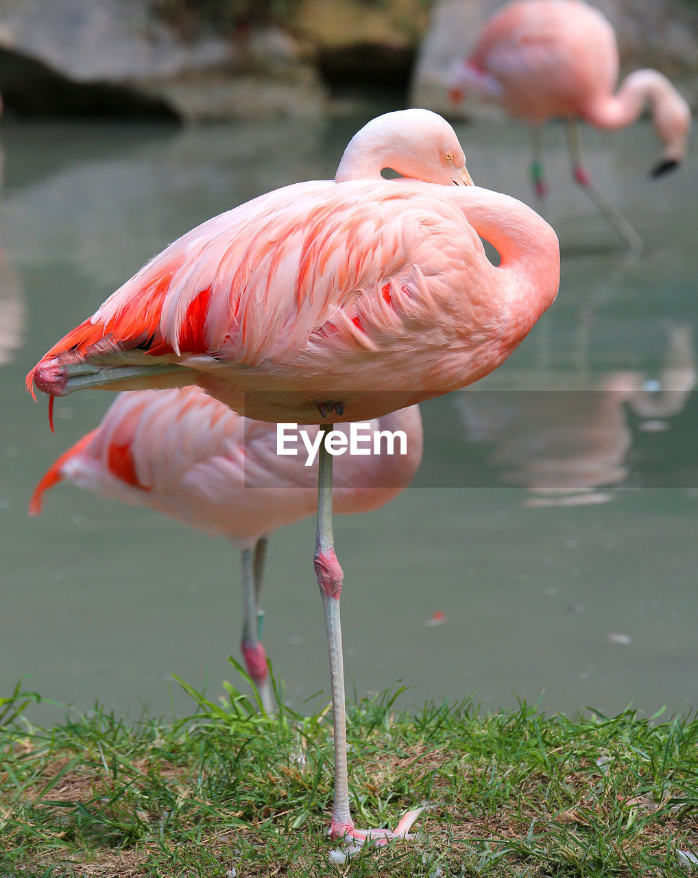 Pink flamingo resting on one leg on the bank of the pond