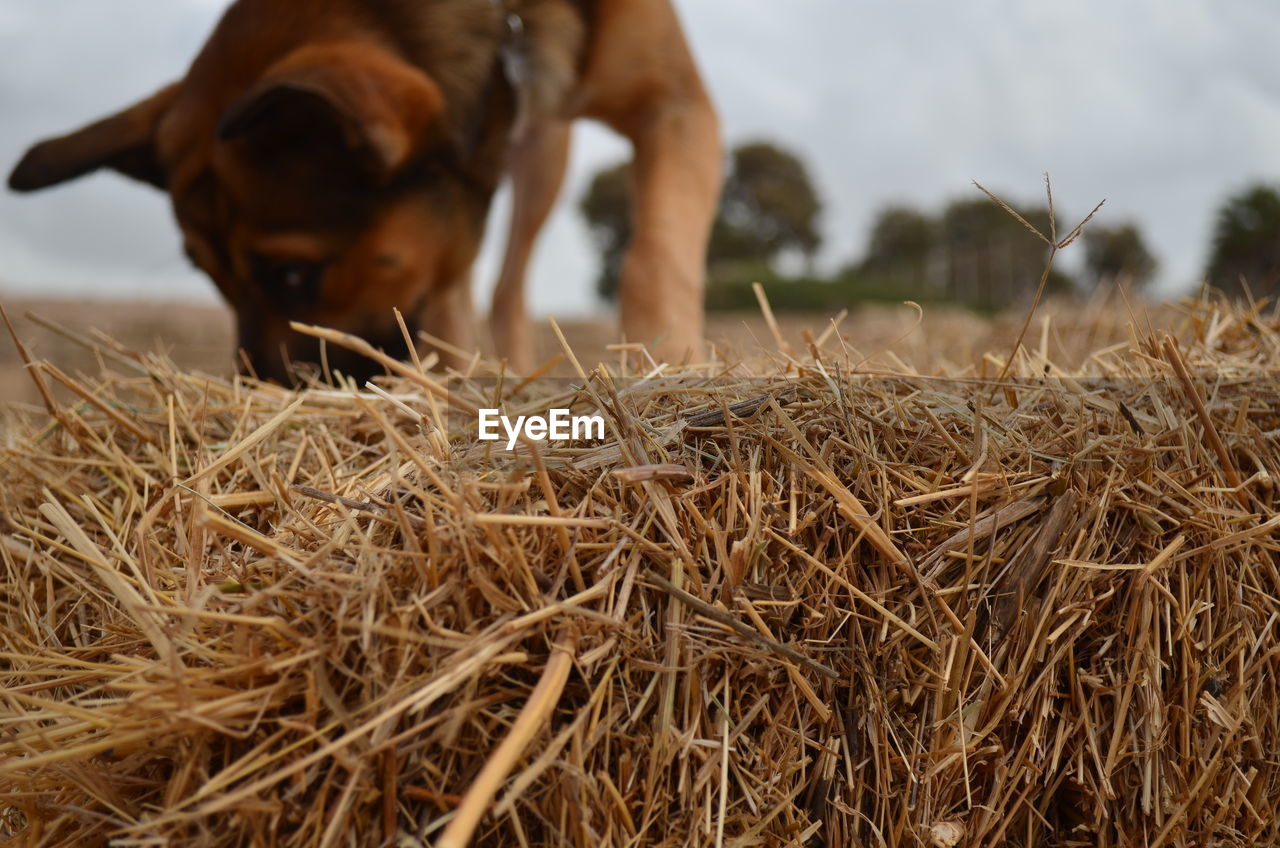 CLOSE-UP OF DOG ON FIELD IN GRASS