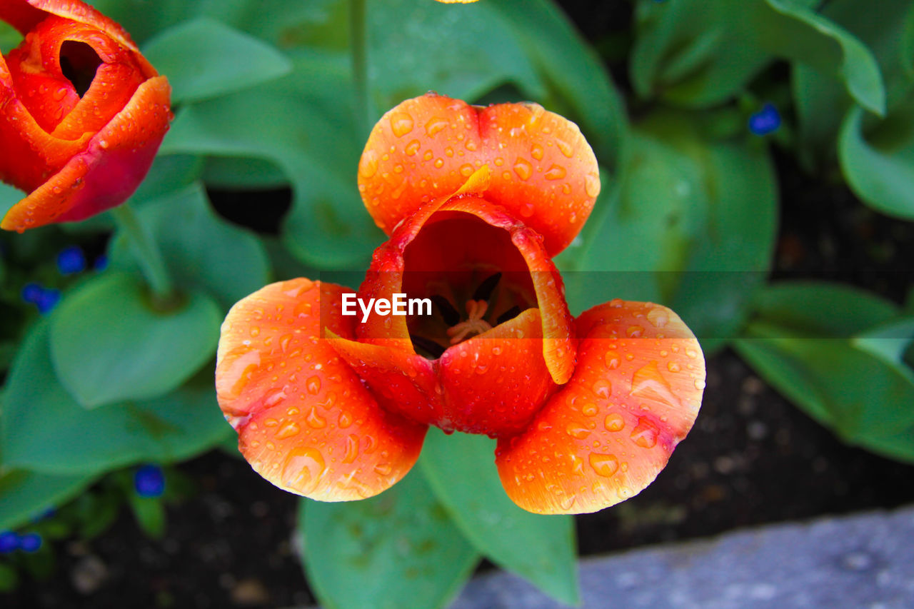 High angle view of water drops on flowers