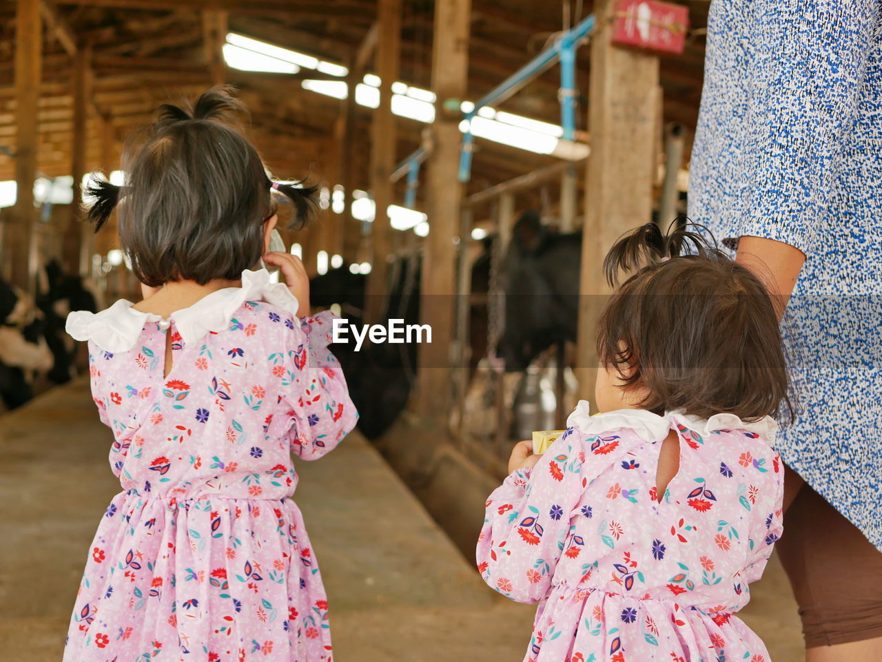 Rear view of girls standing in animal pen