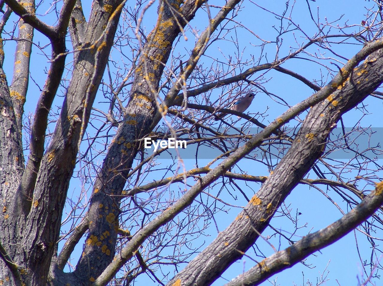 LOW ANGLE VIEW OF BARE TREE AGAINST SKY