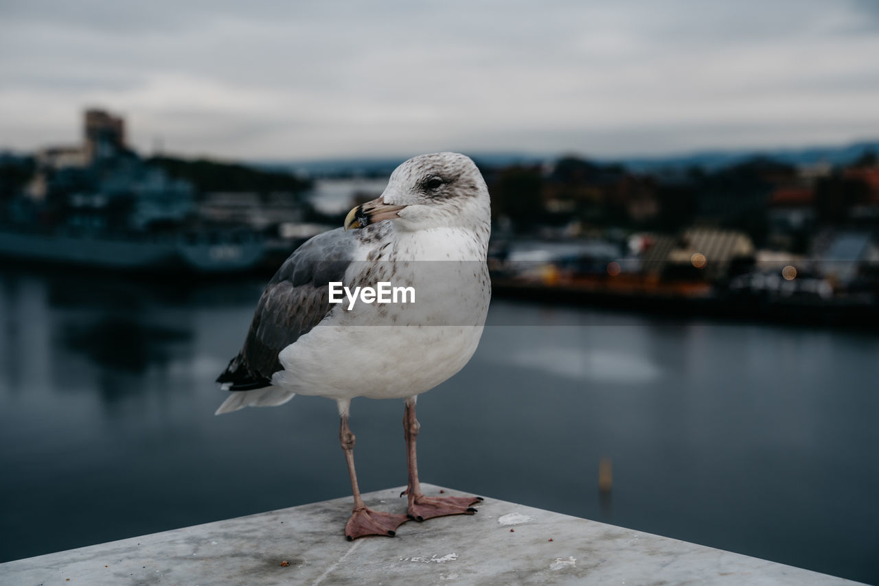 Seagull perching on a sea