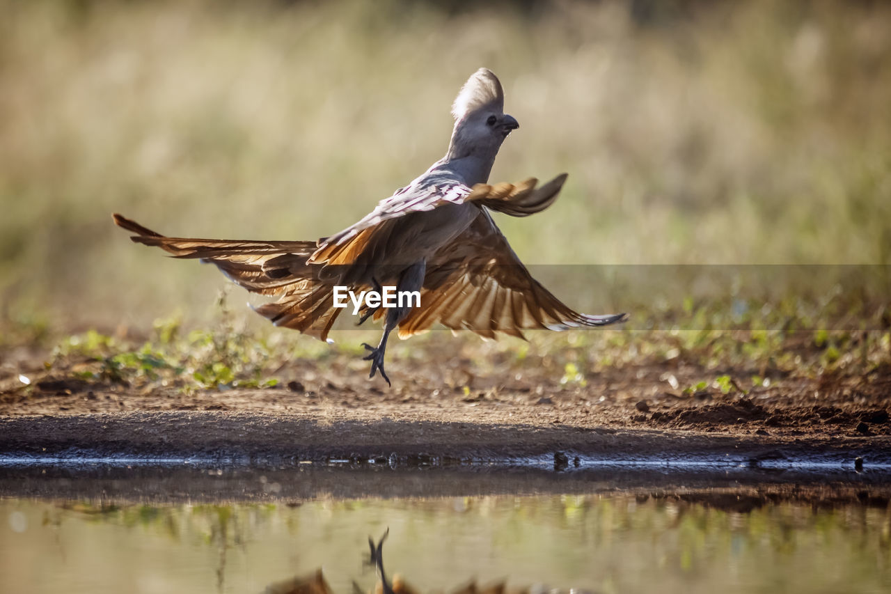 animal themes, animal, bird, animal wildlife, wildlife, flying, spread wings, one animal, nature, water, duck, no people, bird of prey, animal wing, lake, motion, outdoors, full length, beak, animal body part, side view, day, selective focus, water bird