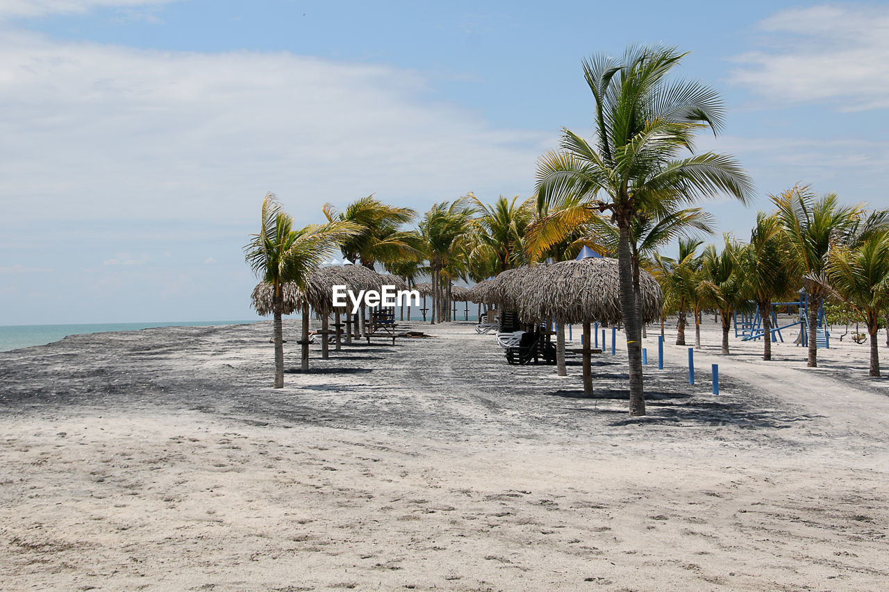 Palm trees on beach against sky