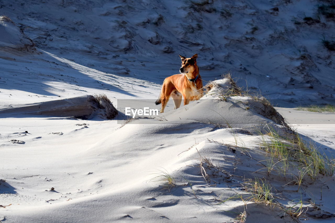 DOG STANDING ON SNOW