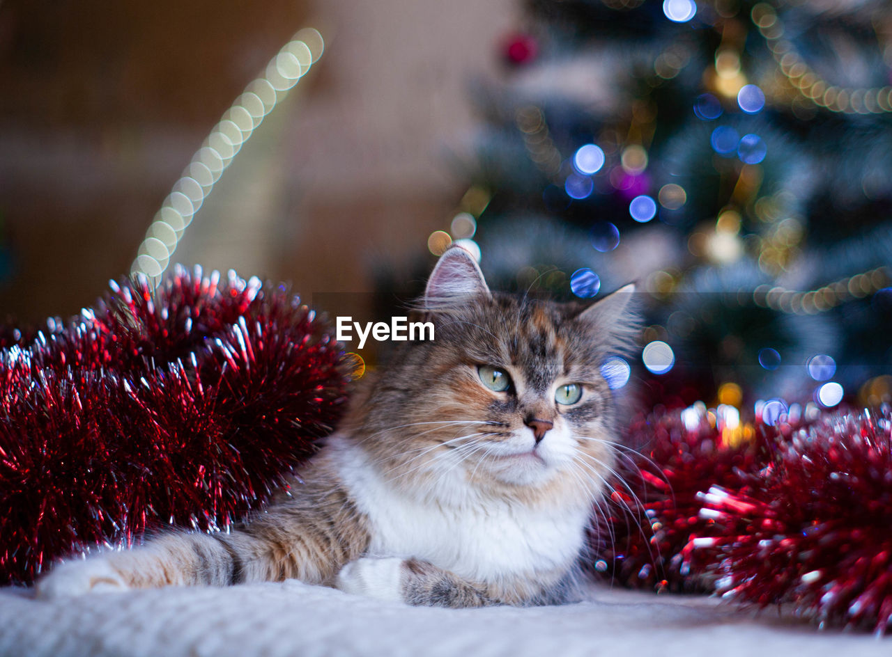 Tabby siberian cat on the christmas background 