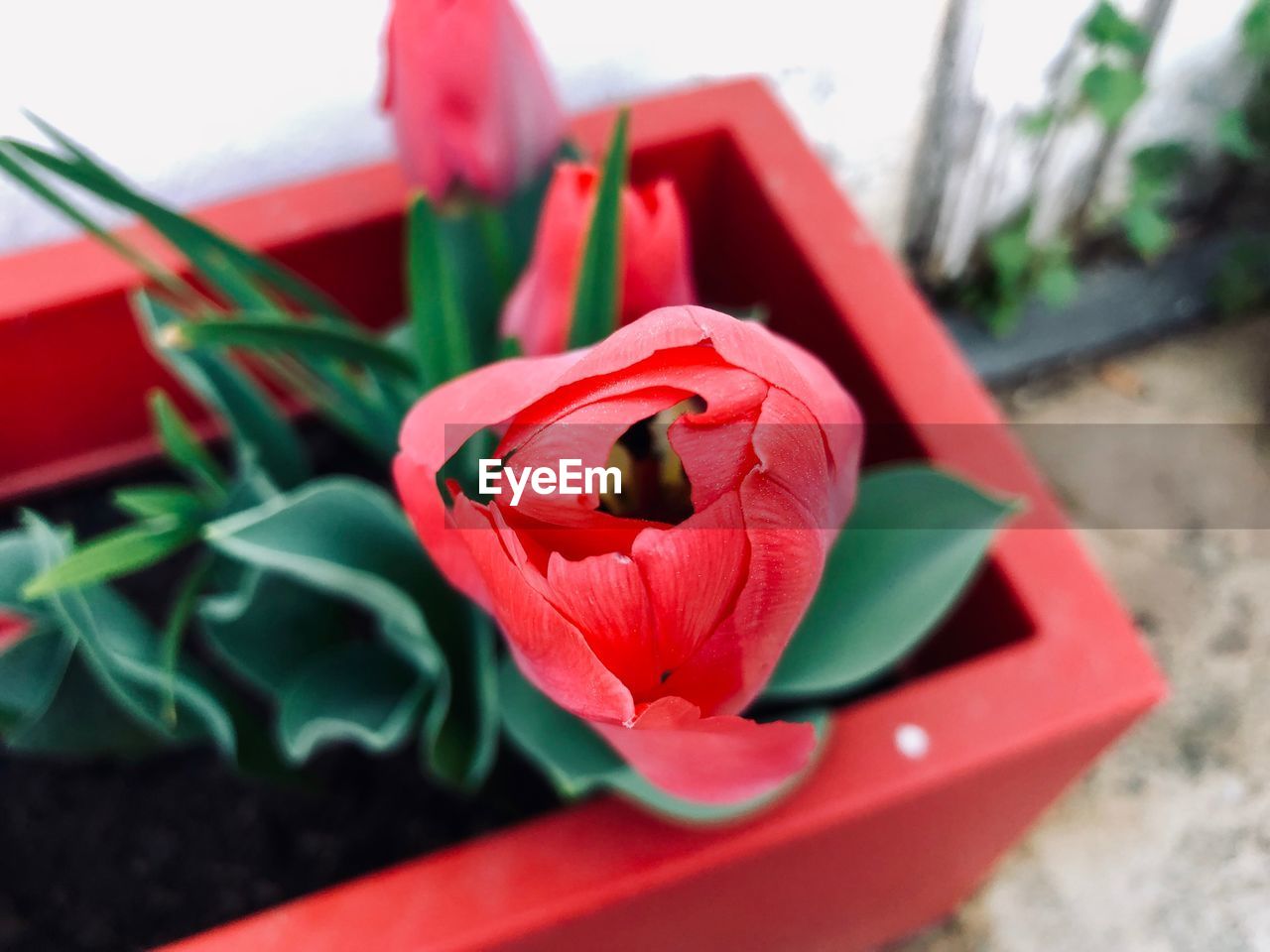 Close-up of red tulip flower in pot